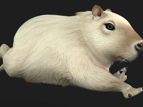 Capibara-A2 Modello 3D