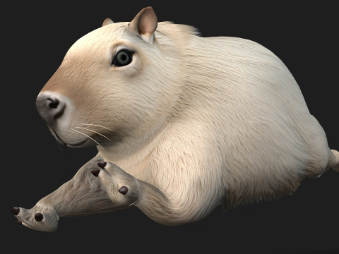 Capybara-A2 3D Model