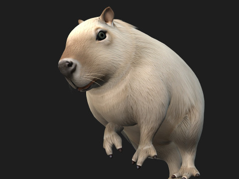 Capybara-A2 3D Model