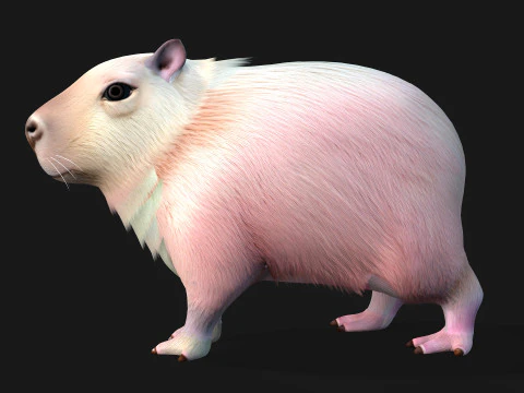 Capybara-A3 3D Model