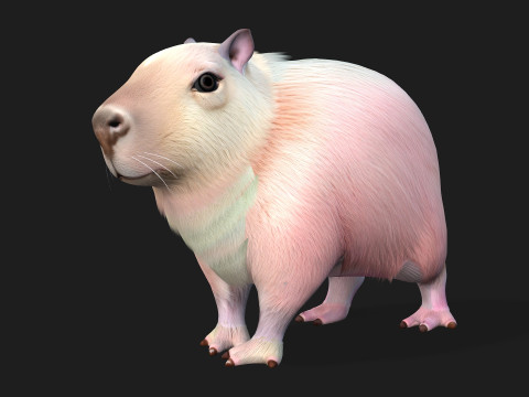 Capybara-A3 3D Modell