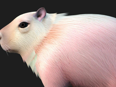 Capybara-A3 3D Model