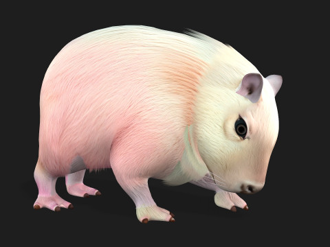 Capybara-A3 3D Modell