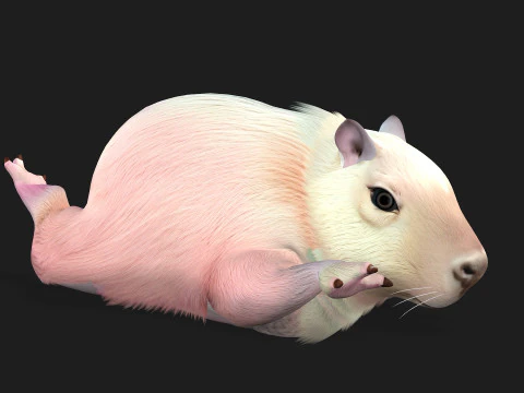 Capybara-A3 3D Model