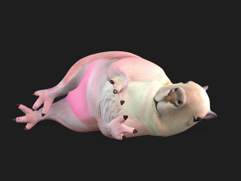 Capybara-A3 3D Model