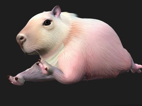 Capybara-A3 3D Model