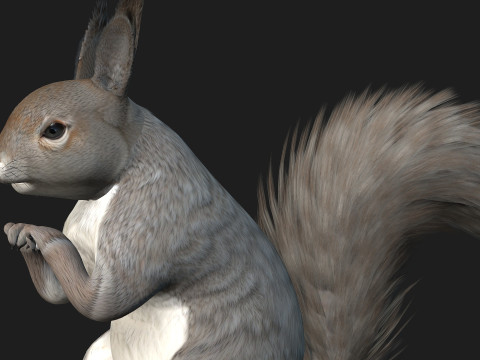 Eekhoorn-A1 3D Model