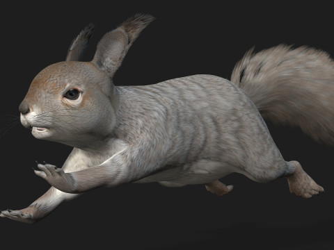 Eekhoorn-A1 3D Model