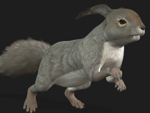 Eekhoorn-A1 3D Model