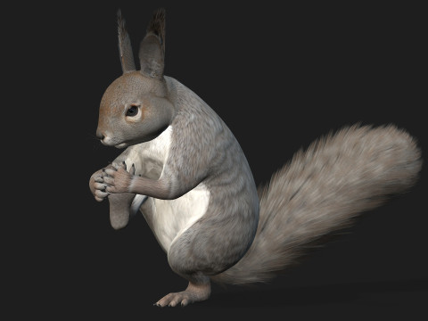 Eekhoorn-A1 3D Model