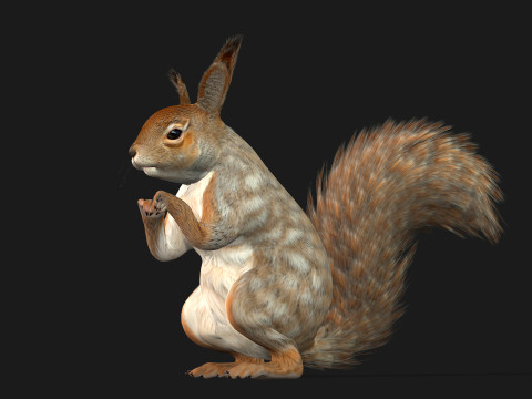 Squirrel-A3 3D Model