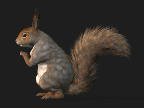 Squirrel-A3 3D Model