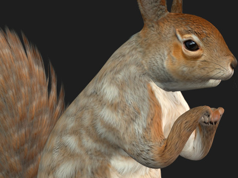 Squirrel-A3 3D Model