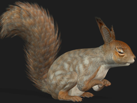 Squirrel-A3 3D Model