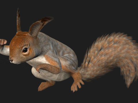 Squirrel-A3 3D Model