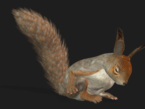 Squirrel-A3 3D Model