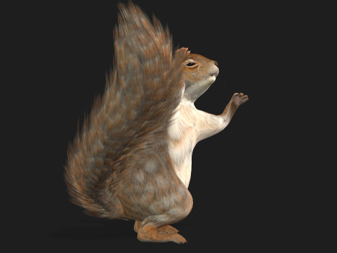 Squirrel-A3 3D Model