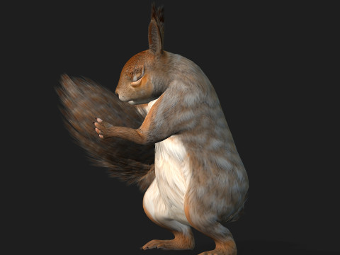 Squirrel-A3 3D Model
