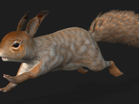 Squirrel-A3 3D Model