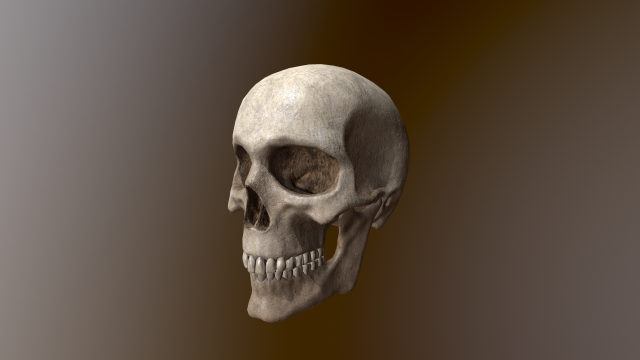Human Skull Low Poly Low-poly 3D 모델 .c4d .max .obj .3ds .fbx .stl .blend 
