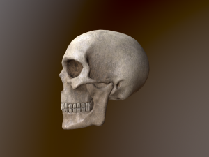Human Skull Low Poly Low-poly 3D 모델
