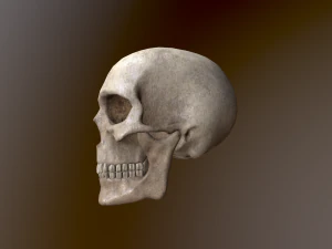 Human Skull Low Poly Low-poly 3D Model