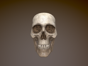 Human Skull Low Poly Low-poly 3D 모델