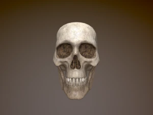Human Skull Low Poly Low-poly 3D Model
