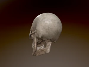 Human Skull Low Poly Low-poly 3D Model