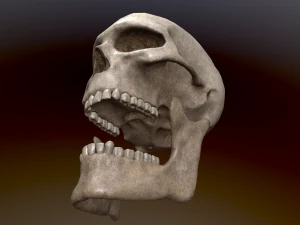 Human Skull Low Poly Low-poly 3D Model