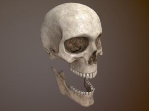 Human Skull Low Poly Low-poly 3D 모델