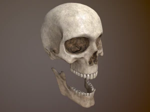 Human Skull Low Poly Low-poly 3D Model
