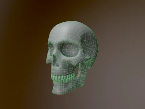 Human Skull Low Poly Low-poly 3D Model
