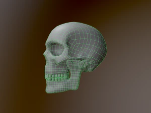 Human Skull Low Poly Low-poly 3D Model