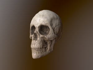 Human Skull Low Poly Low-poly 3Dモデル