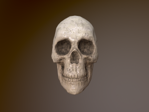 Human Skull Low Poly Low-poly 3D Model