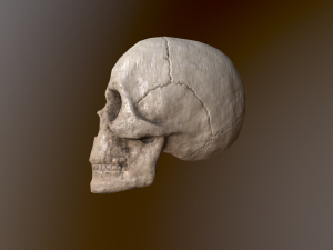 Human Skull Low Poly Low-poly 3D Model
