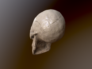 Human Skull Low Poly Low-poly 3D Model