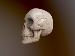 Human Skull Low Poly Low-poly 3D Model