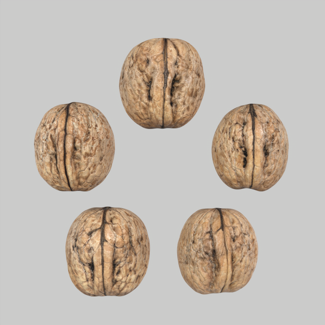 Walnuts 3D Model .c4d .max .obj .3ds .fbx .stl .blend 