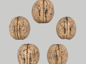 Walnuts 3D मॉडल