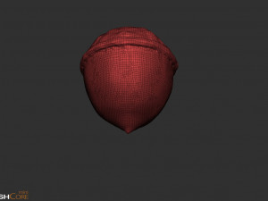 Acorn 3D Модель