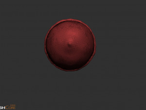 Acorn Model 3D