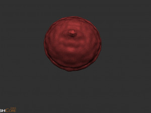 Acorn Model 3D