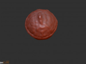 Acorn Model 3D