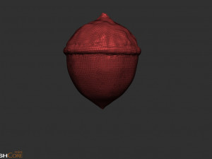 Acorn Model 3D