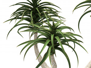 Aloe Barber Tree Modello 3D