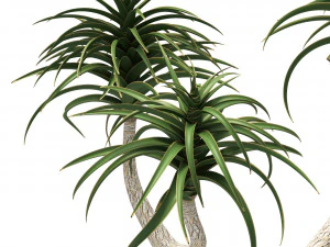 Aloe Barber Tree 3D Model