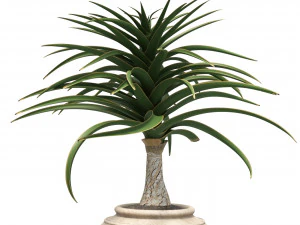 Aloe Barber Tree 3D Model