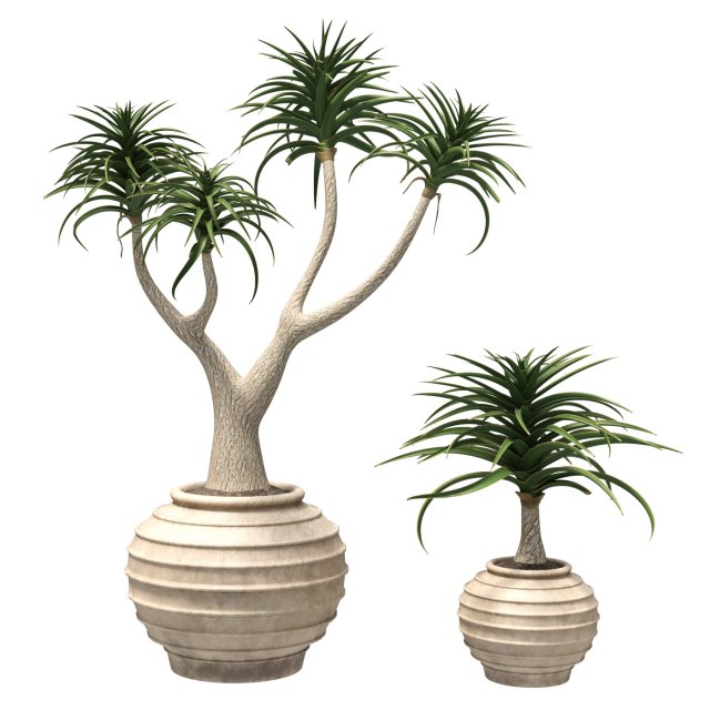 Aloe Barber Tree Modello 3D .c4d .max .obj .3ds .fbx .stl .blend 
